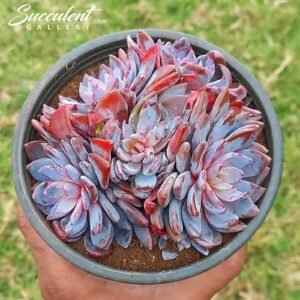 Echeveria ‘ Karen’ Imported Hybrid