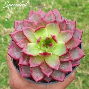 Echeveria ‘Messy Beauty’ Imported Hybrid