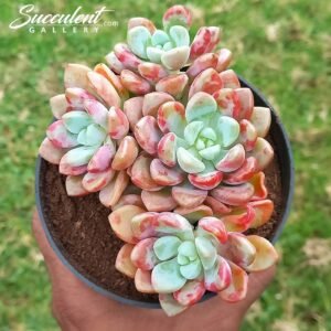 Echeveria ‘Pink Spot’ Imported Hybrid