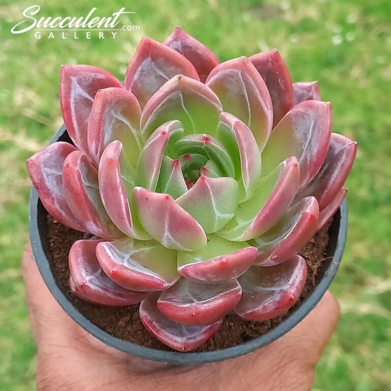 Echeveria Purple Fairy
