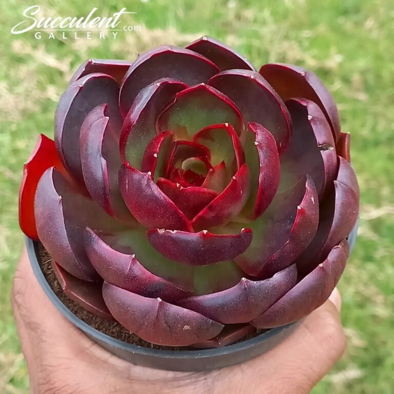Echeveria Redlight