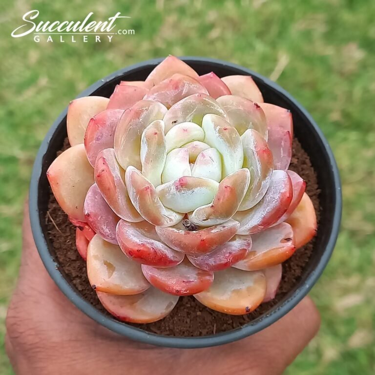 Echeveria Snow Angel