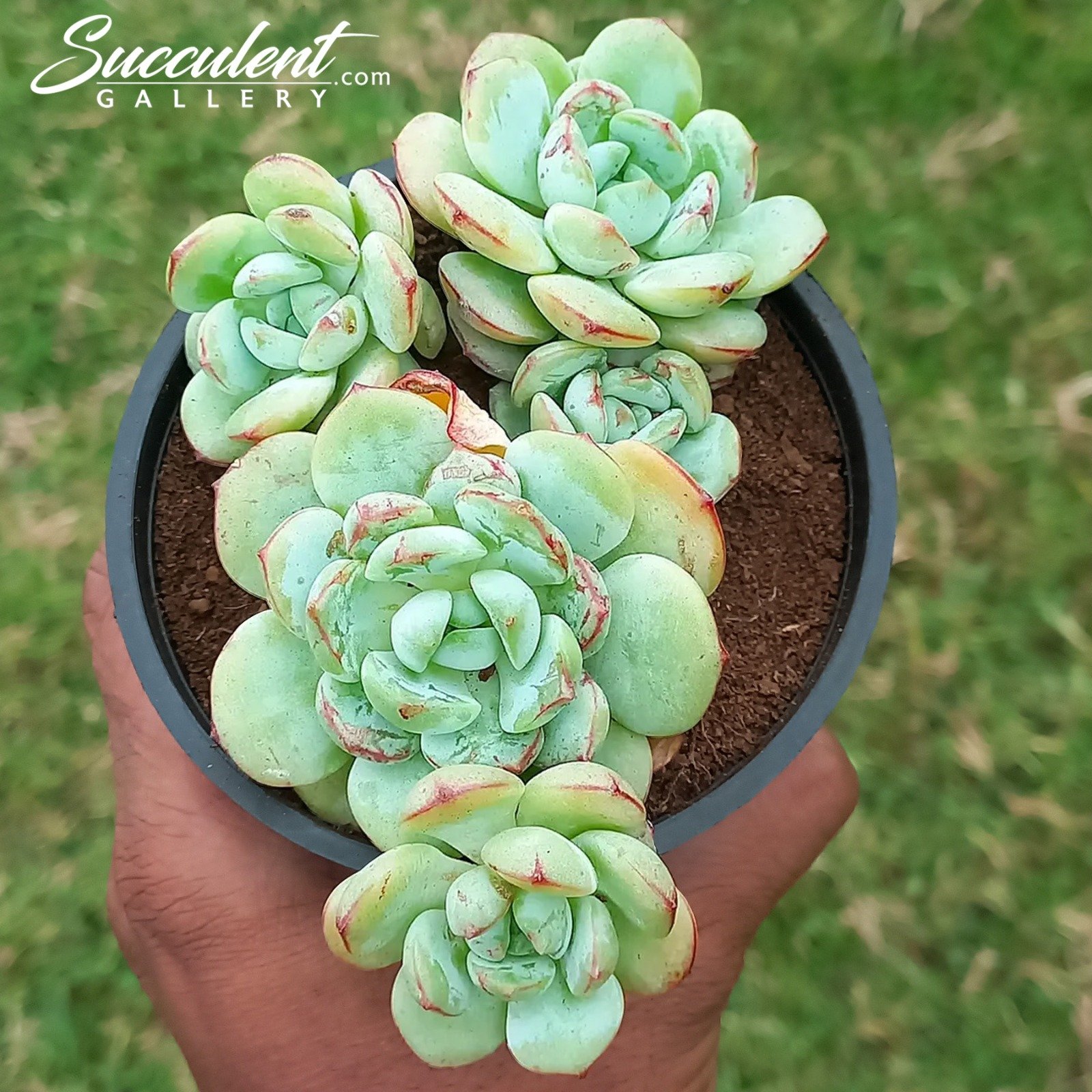 Echeveria Vanila Bliss