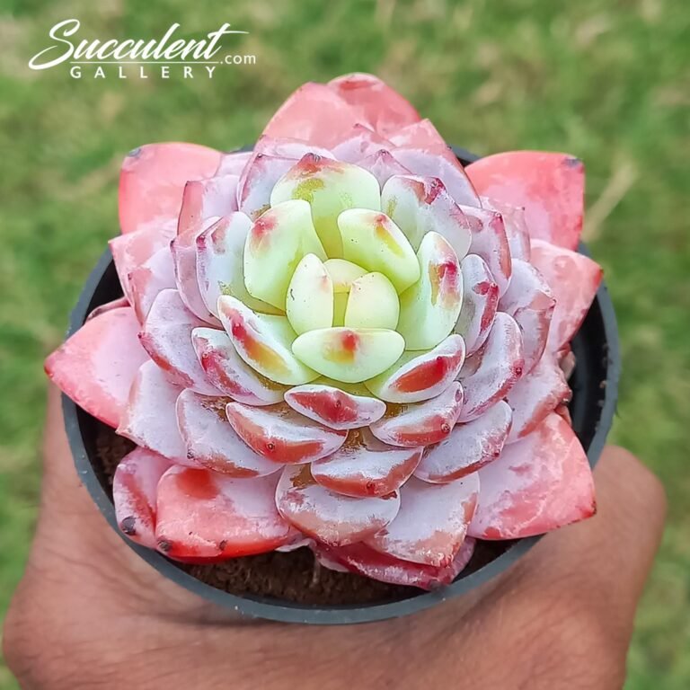 Echeveria Yu furong