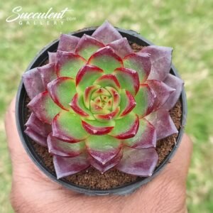 Echeveria ‘long fei’ Imported Hybrid