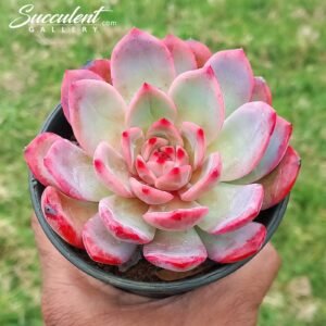 Echeveria ‘wind love’ Imported Hybrid