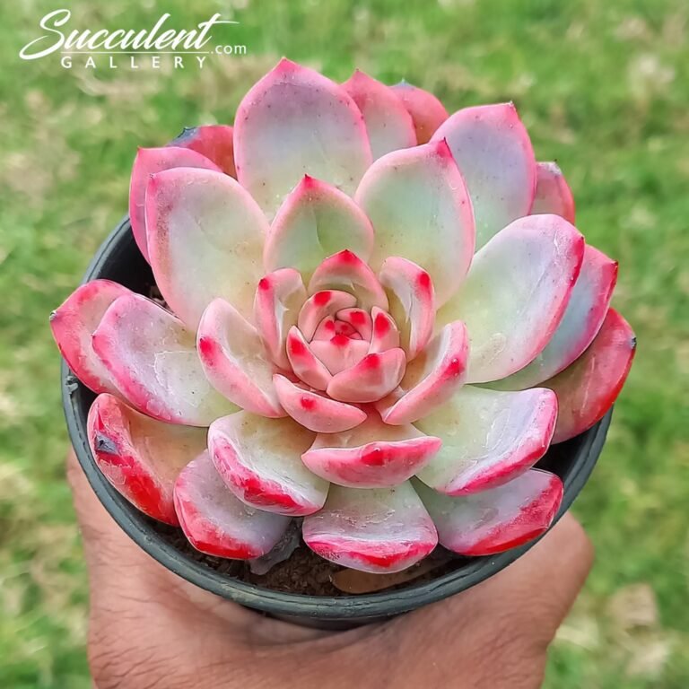 Echeveria wind love