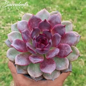 Echeveria ‘norwegian forest’ Imported Hybrid