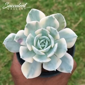 echeveria runyonii var Imported Hybrid