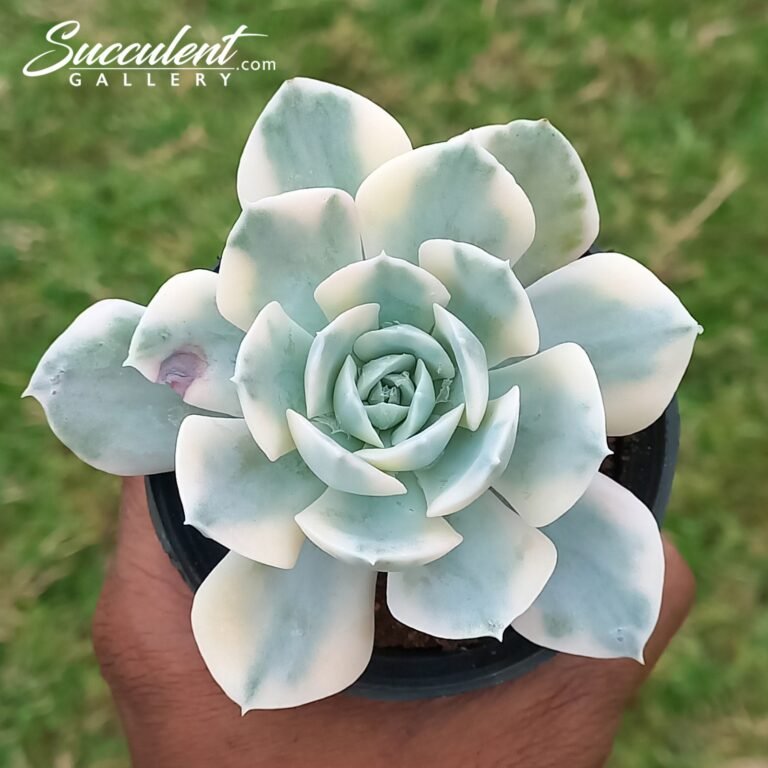 echeveria runyonii variegated