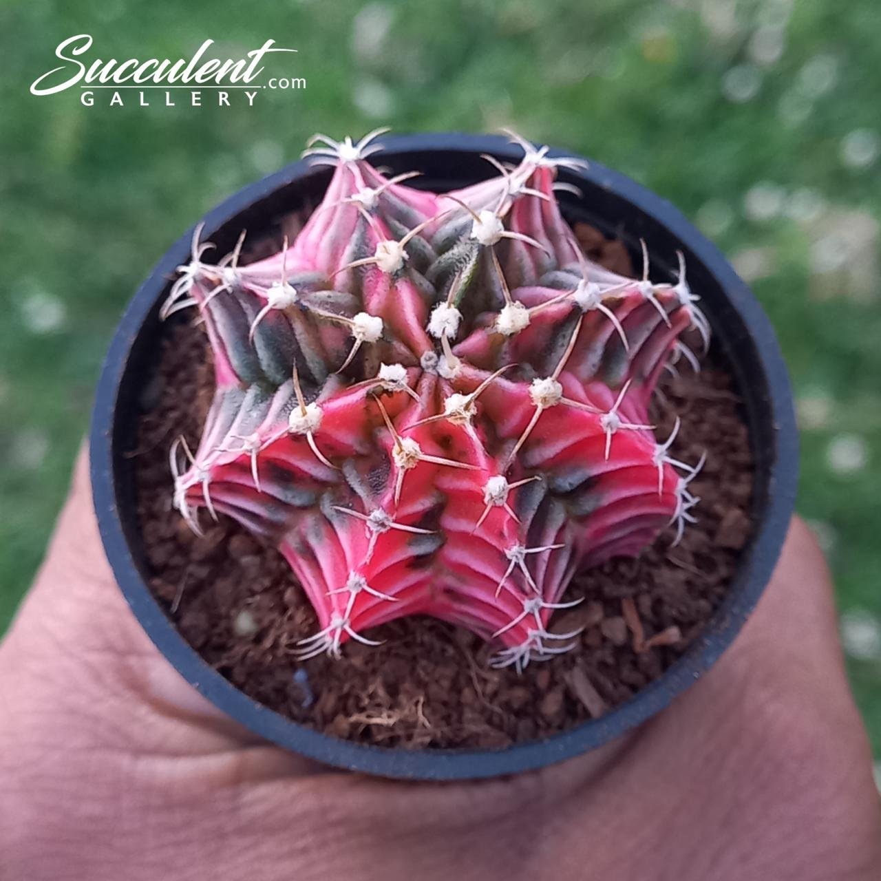 Gymno Pink sea Gymnocalycium mihanovichii