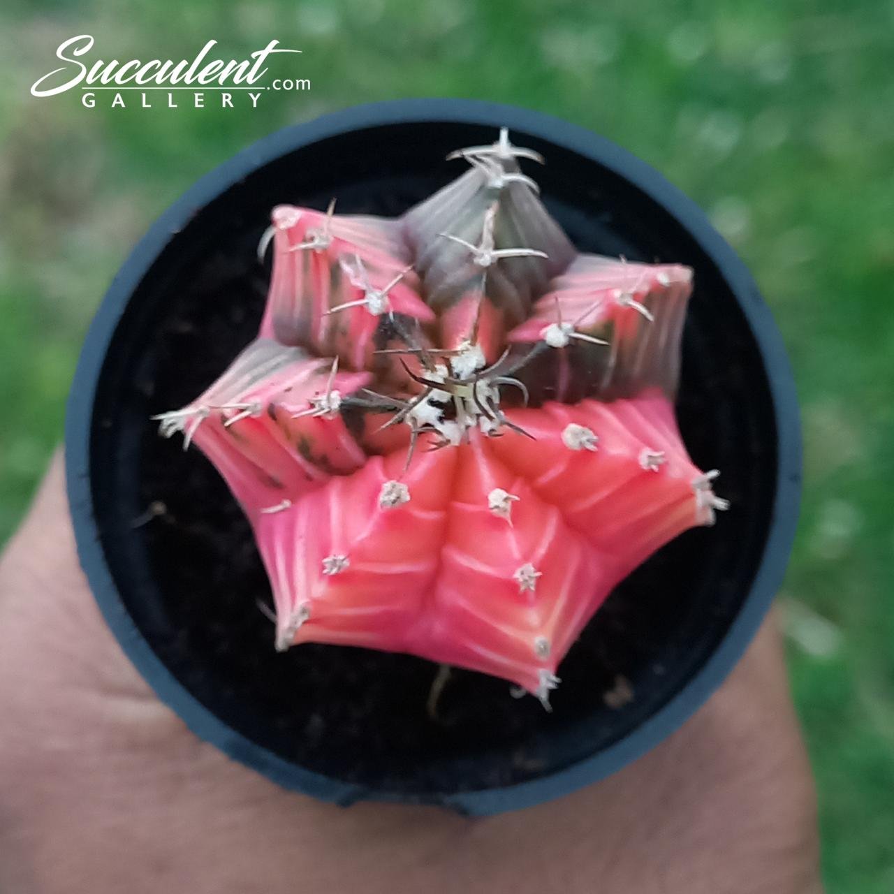 Gymno candy fern Gymnocalycium mihanovichii