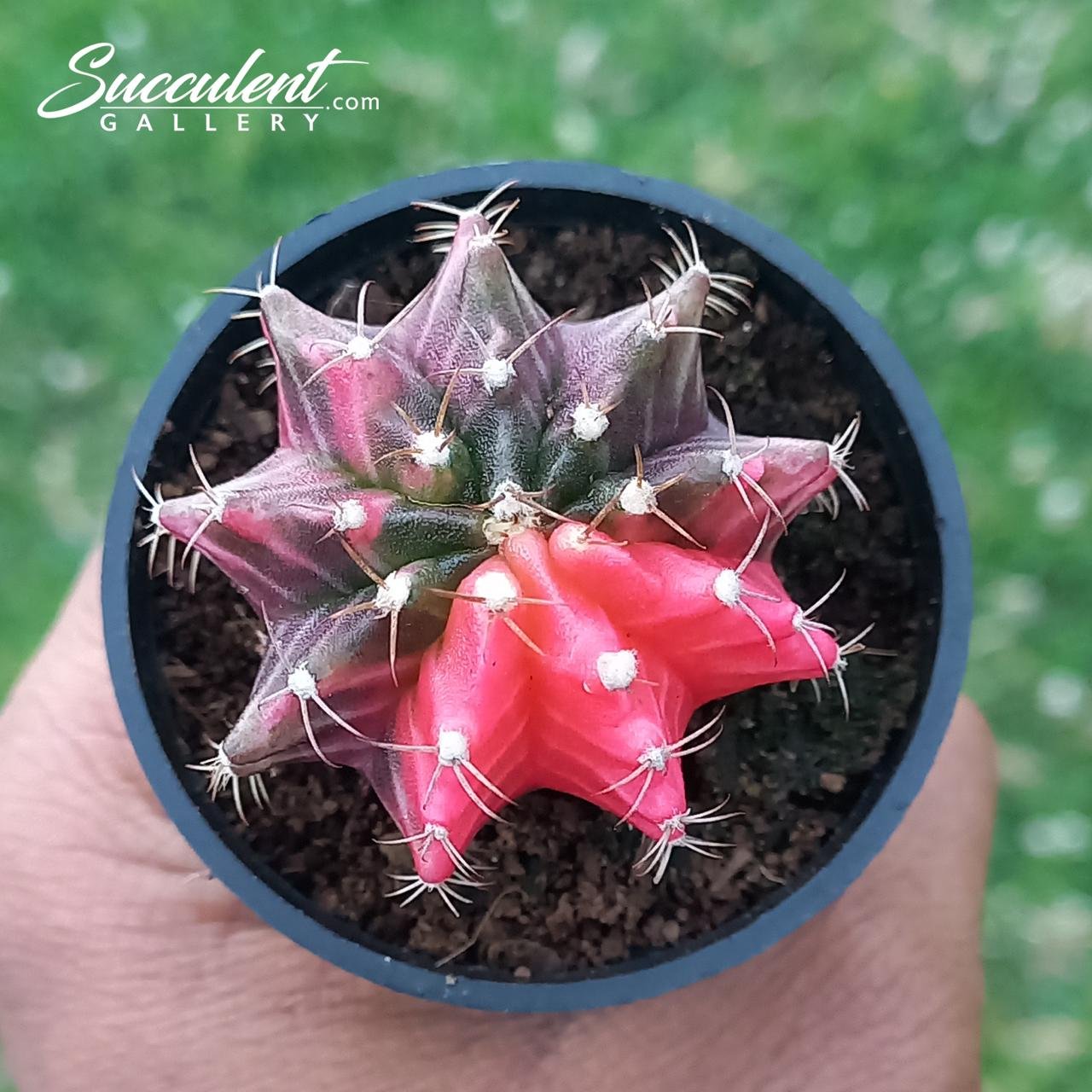 Gymno fairy blush Gymnocalycium mihanovichii