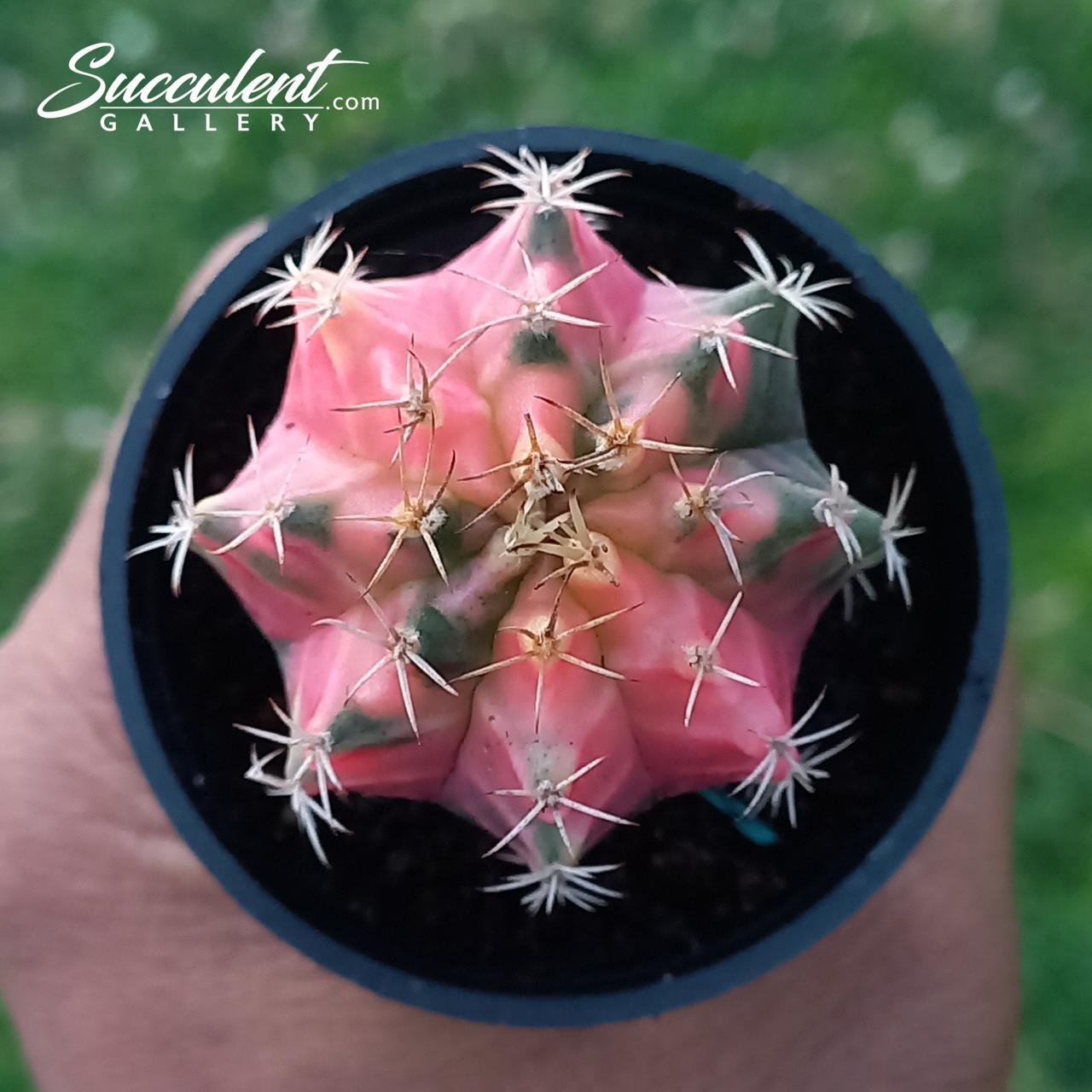 Gymno rosey gem Gymnocalycium mihanovichii