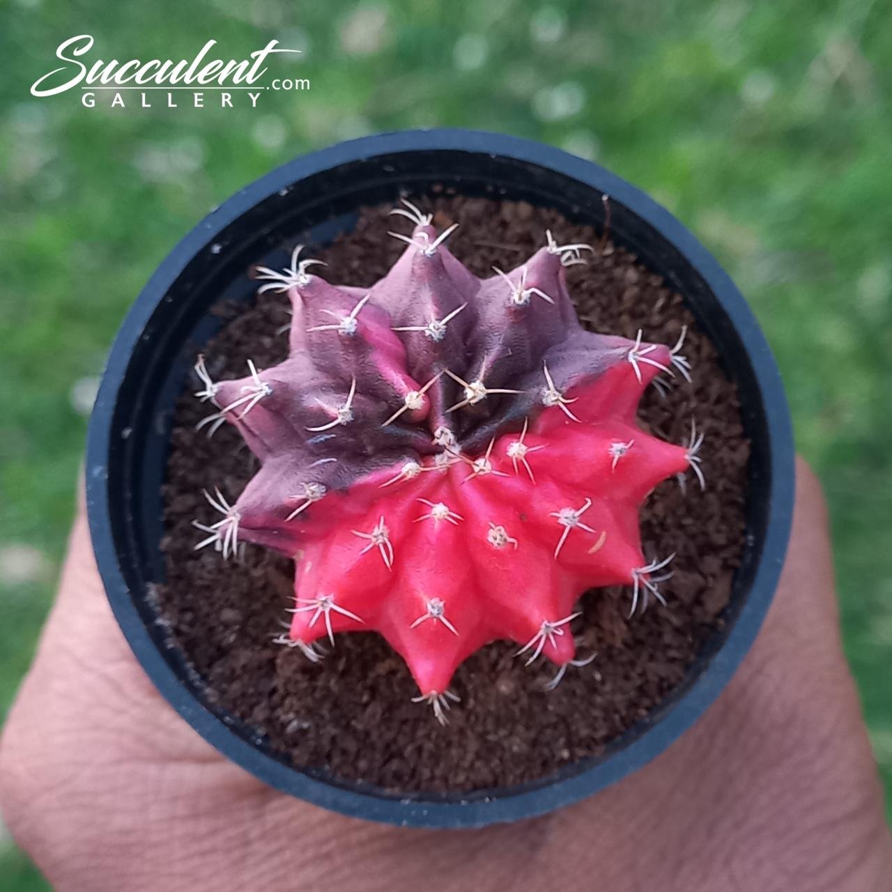 Gymno ruby diamond Gymnocalycium mihanovichii