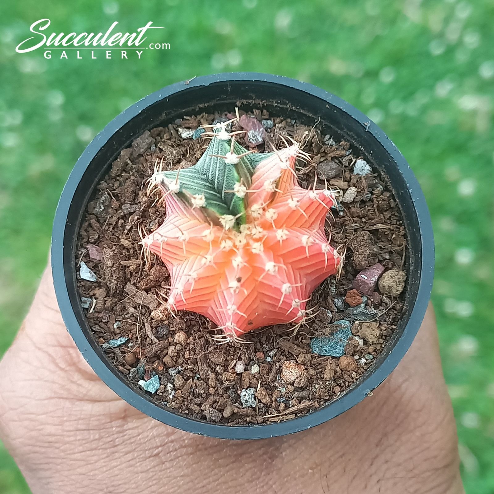 gymno Citrus Flame Gymnocalycium mihanovichii Gymnocalycium mihanovichii