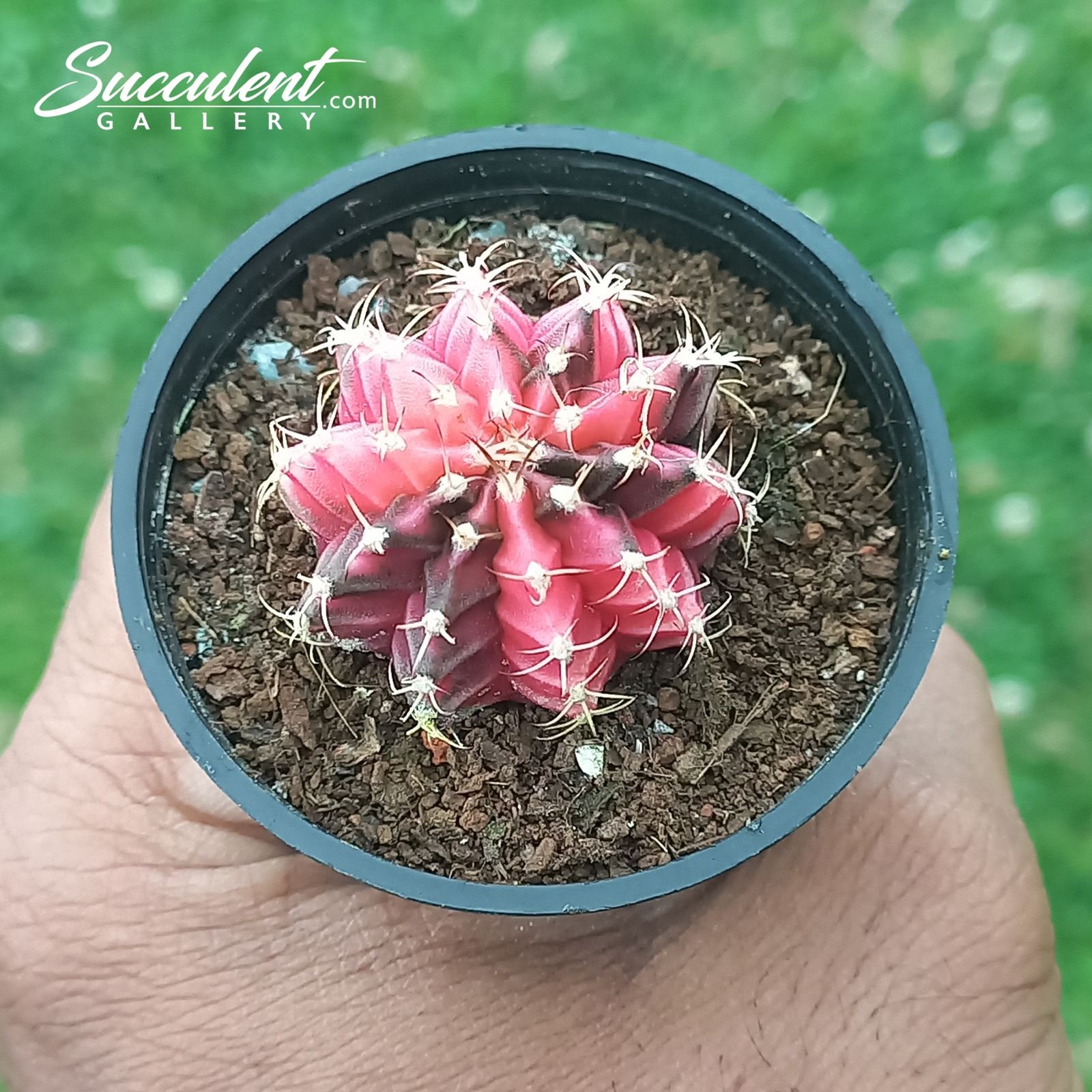 gymno blush gem Gymnocalycium mihanovichii
