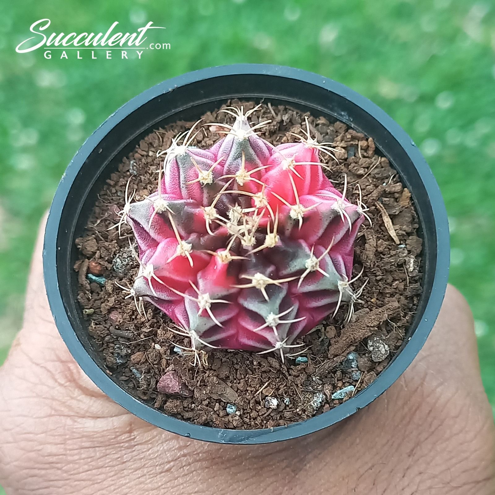 gymno blushica Gymnocalycium mihanovichii