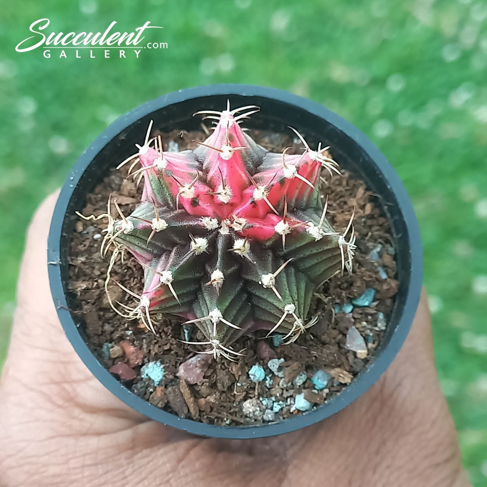 gymno green pearl Gymnocalycium mihanovichii