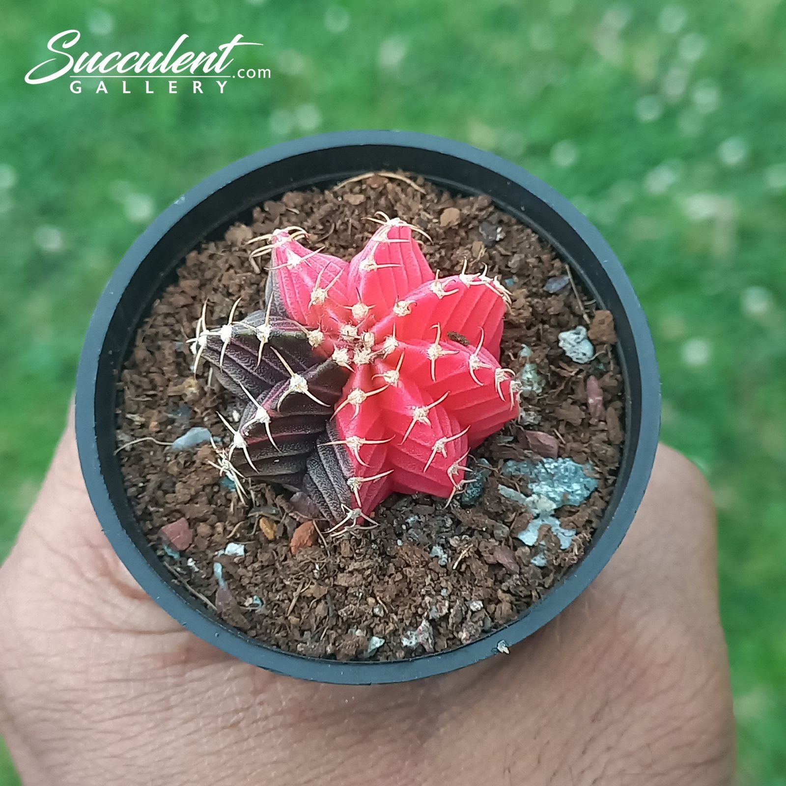 gymno lava lake Gymnocalycium mihanovichii