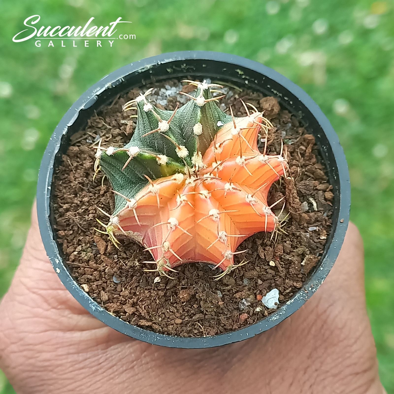 gymno orange candy Gymnocalycium mihanovichii