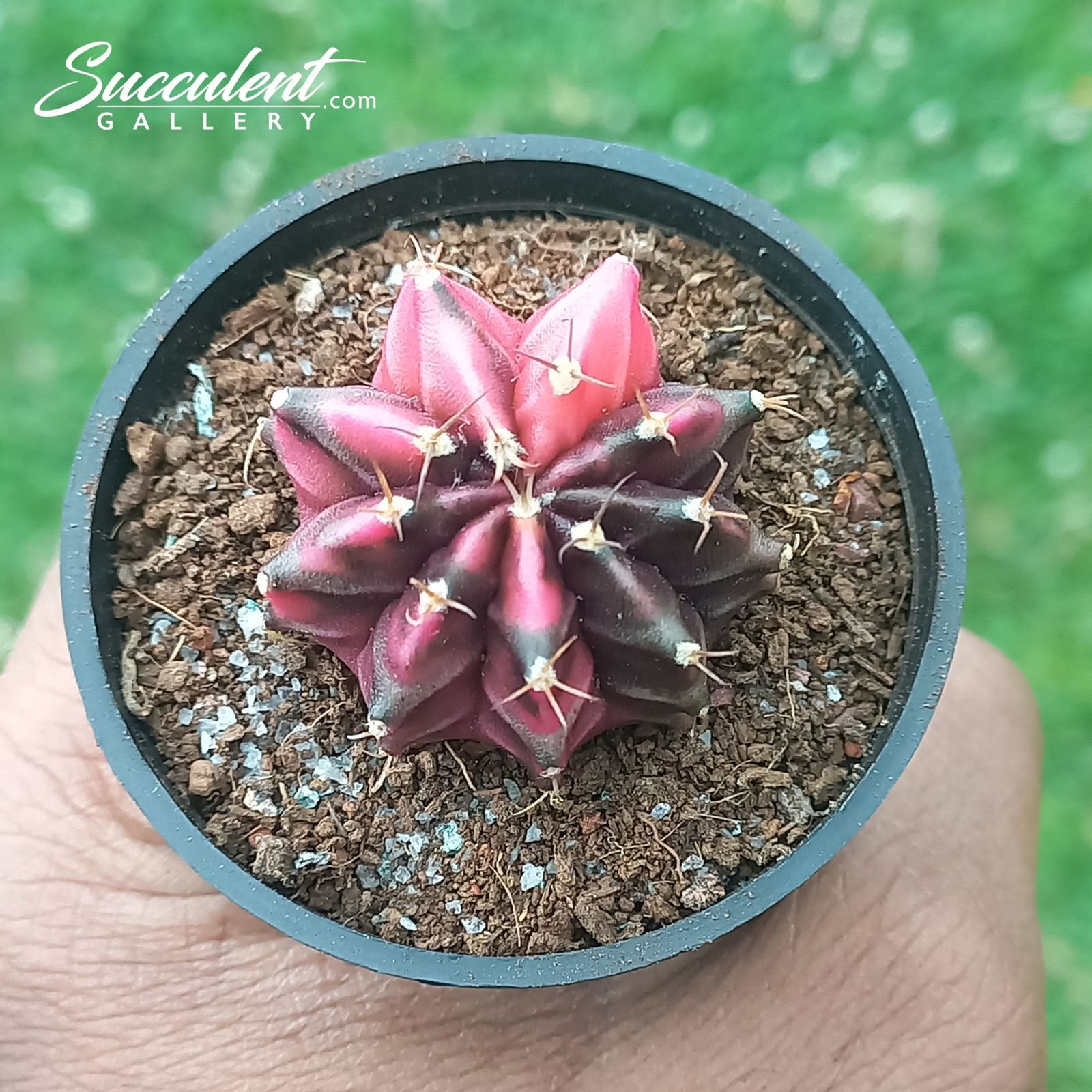 gymno Purple octopus Gymnocalycium mihanovichii