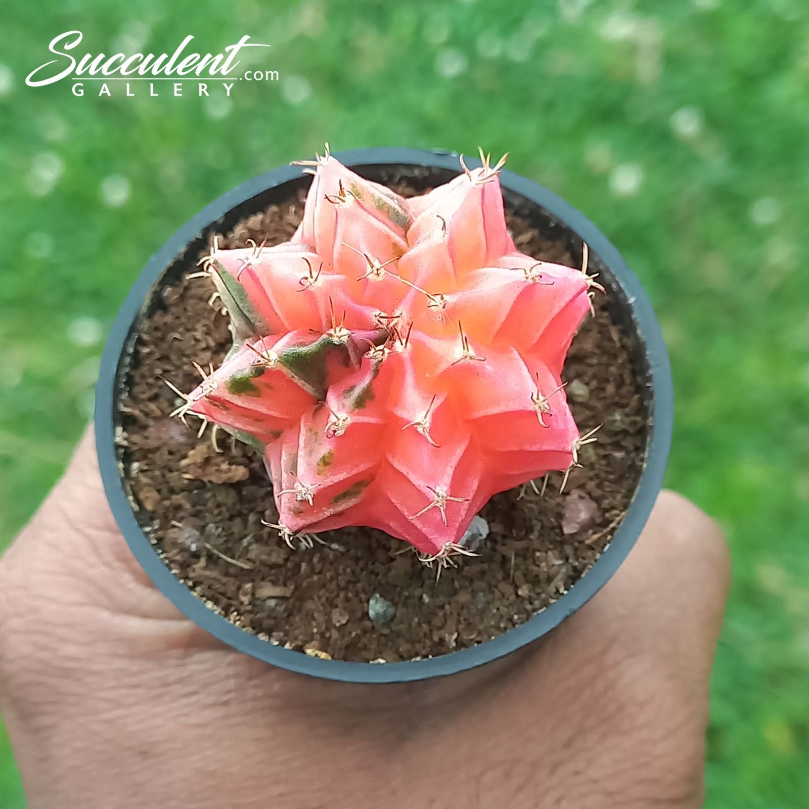 gymno pink baby Gymnocalycium mihanovichii