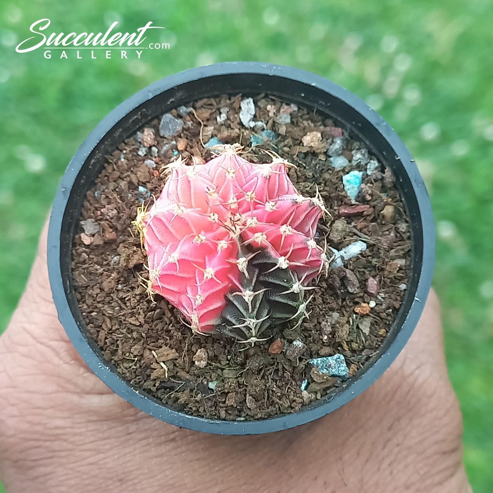 gymno pink lipstick Gymnocalycium mihanovichii