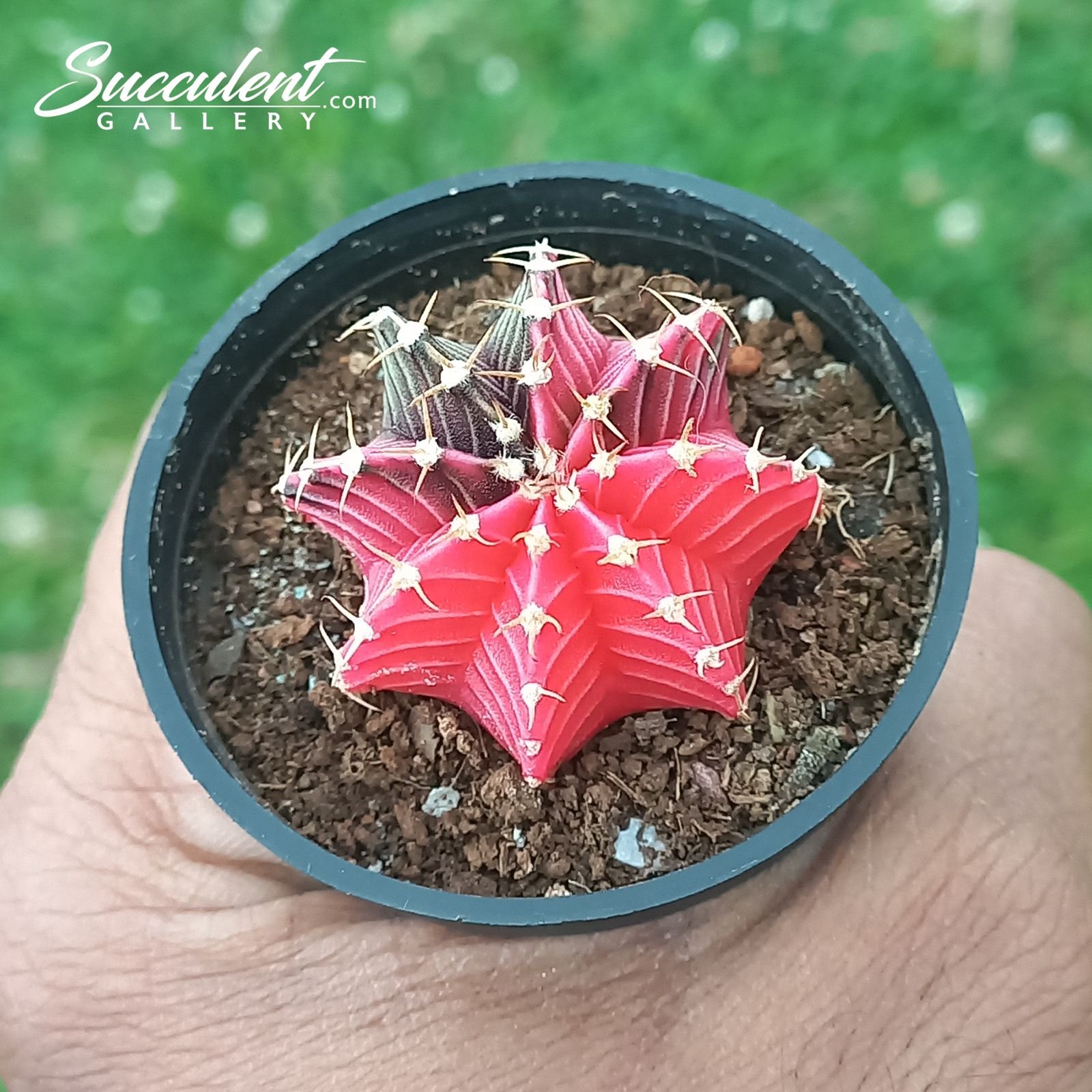 gymno pink panther Gymnocalycium mihanovichii