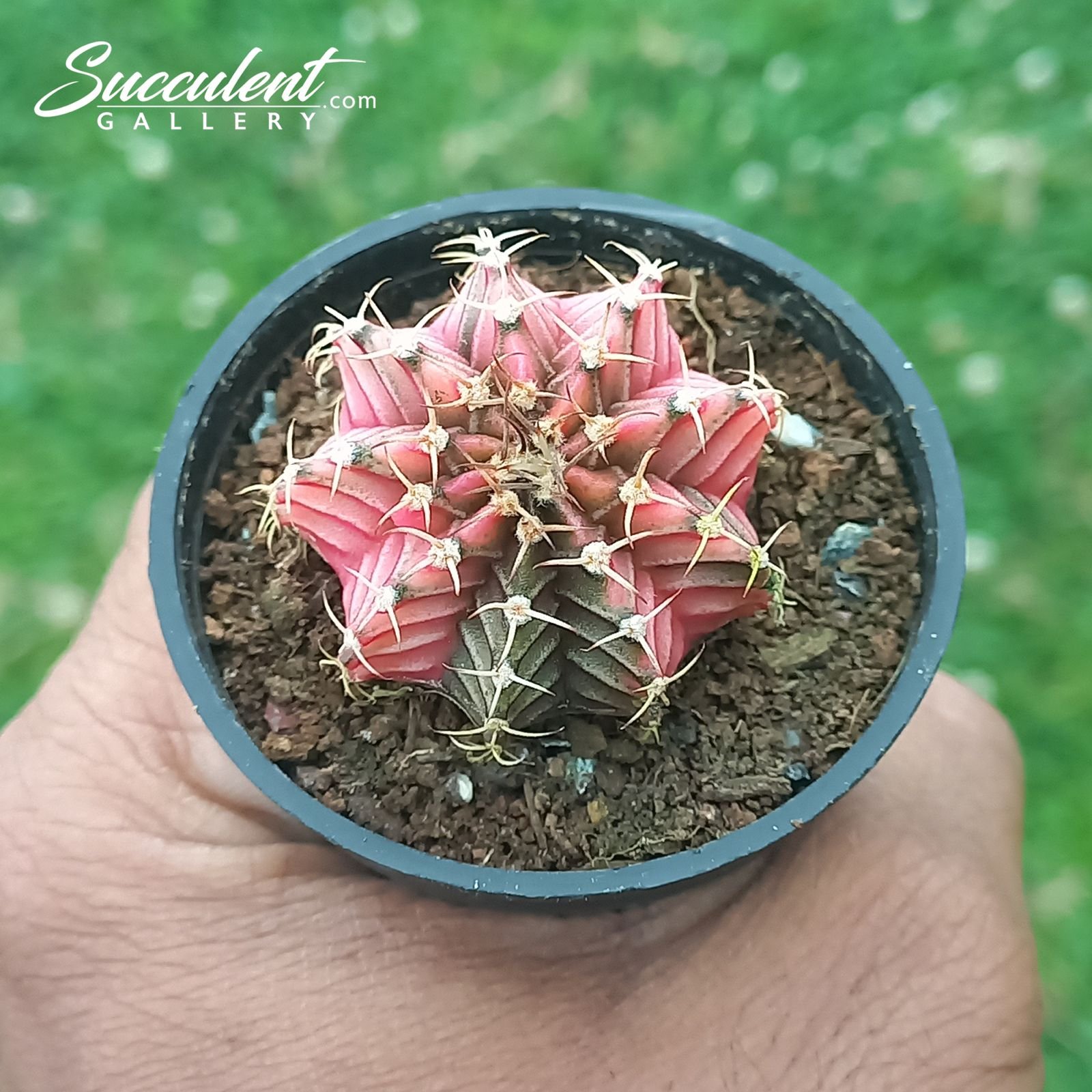 gymno purple flame Gymnocalycium mihanovichii