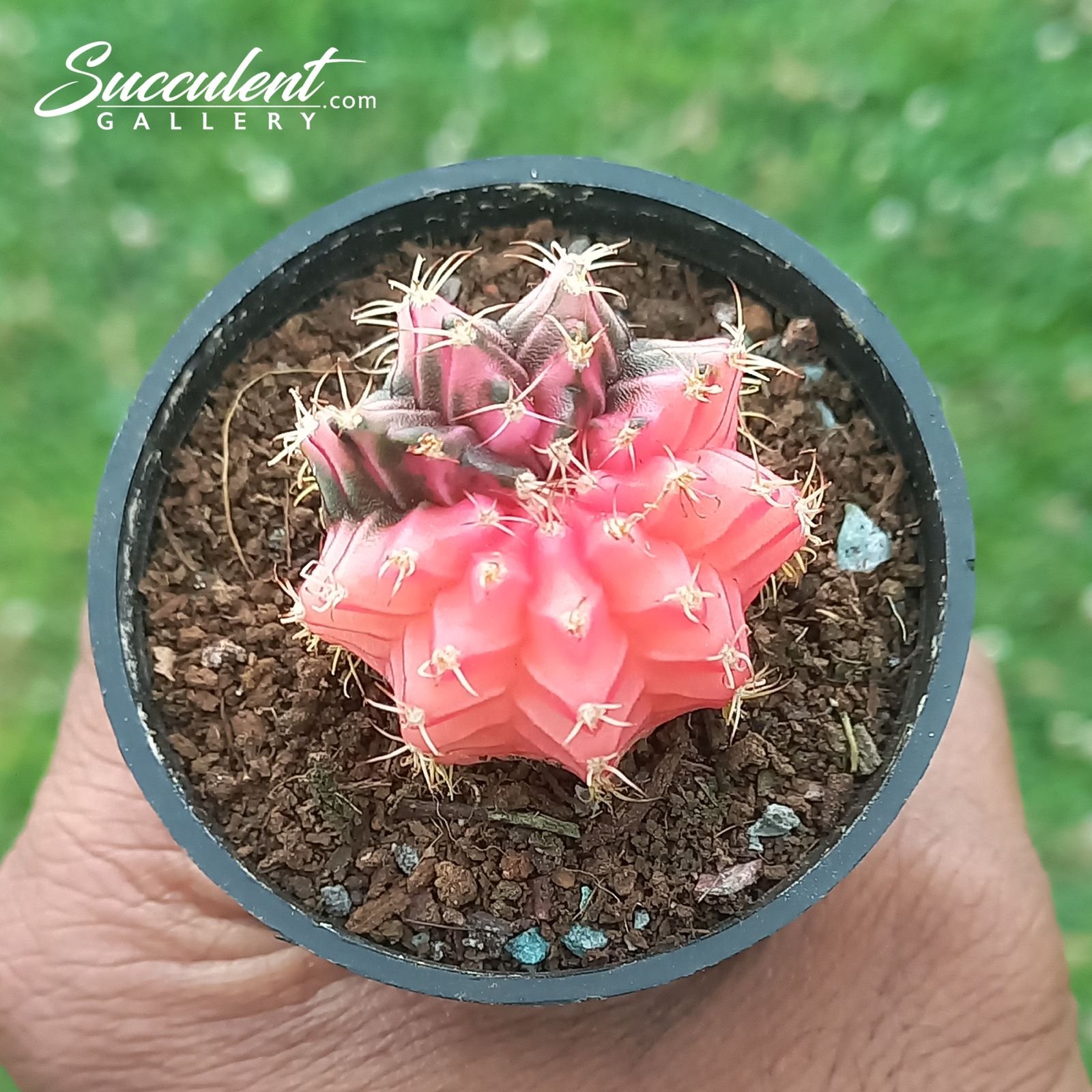 gymnofairy tale Gymnocalycium mihanovichii