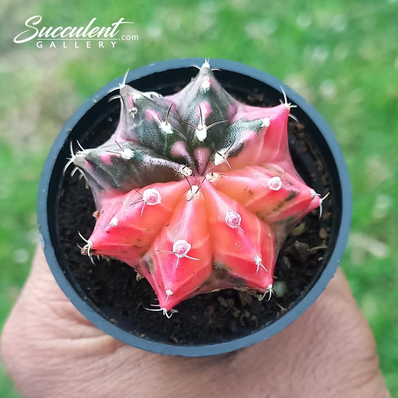orange lake Gymnocalycium mihanovichii