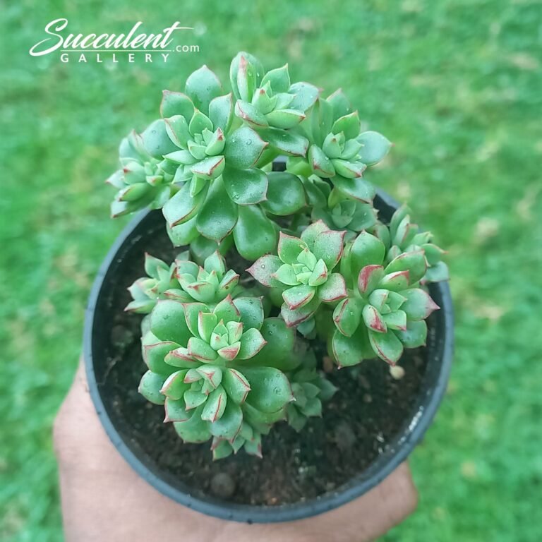 Echeveria 'Supia'