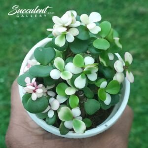 portulacaria afra ‘variegata pink’