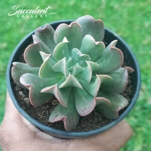 Echeveria ‘Dark Vader’