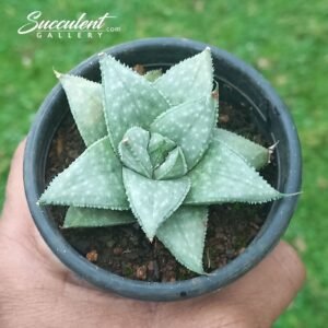 Gastrolea ‘super silver’