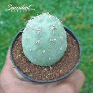 Tephrocactus geometricus Imported
