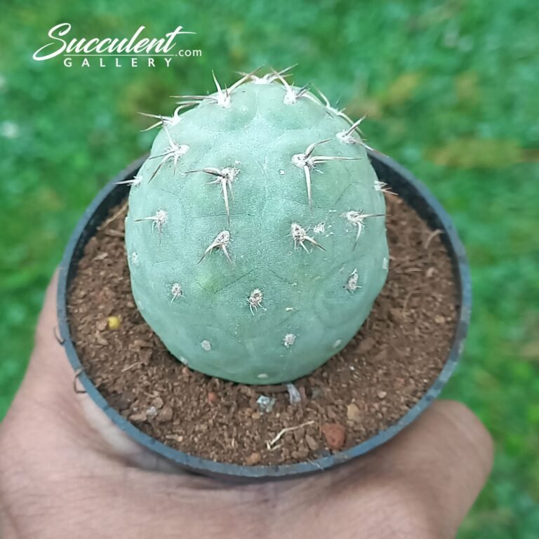 Tephrocactus geometricus