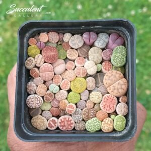 Lithops – Living Stones