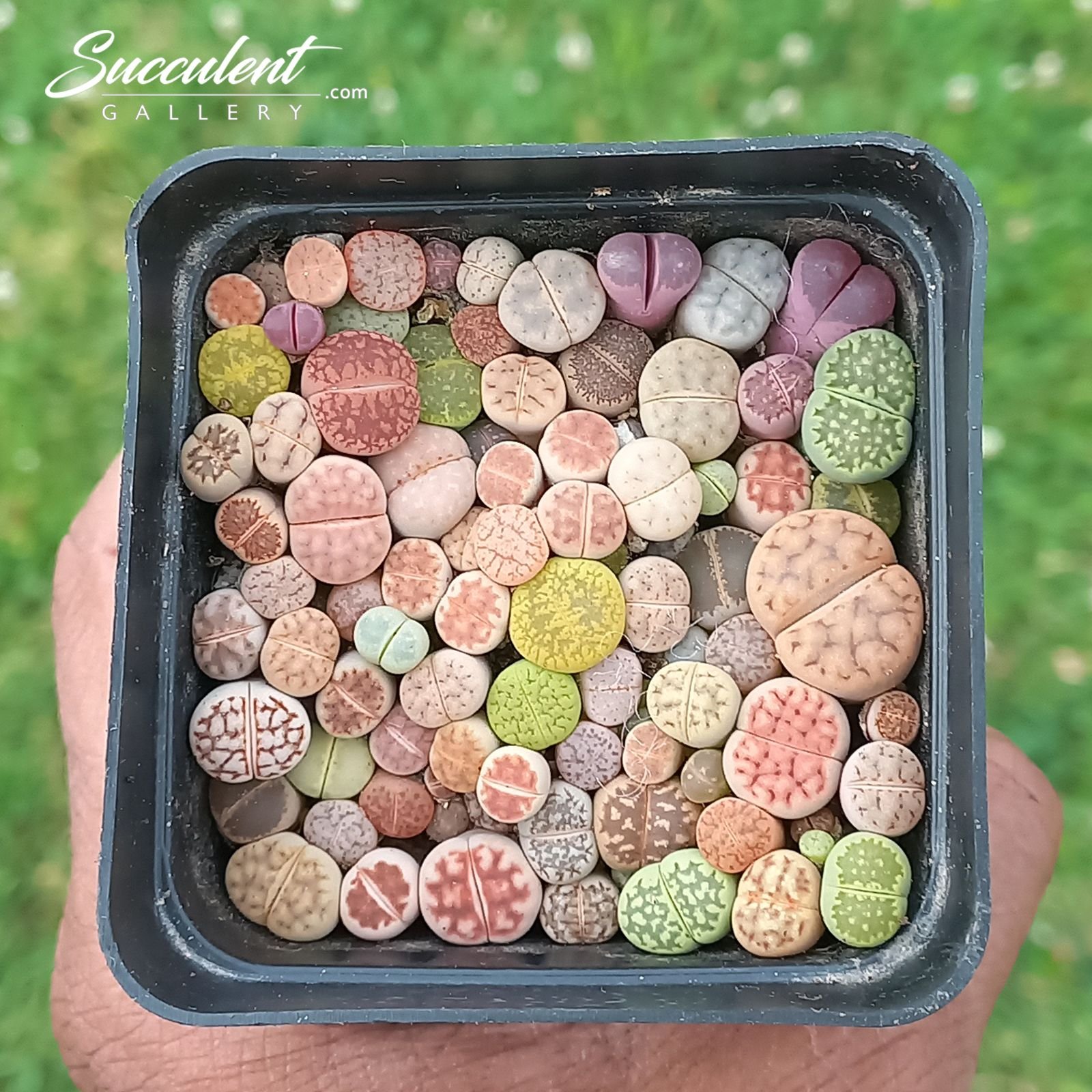 Lithops – Living Stones Lithops – Living Stones