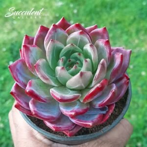 Echeveria ‘Daredevil’Hybrid-Imp