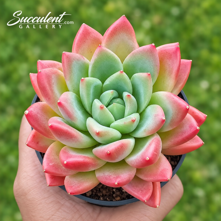 Echeveria Honglong– Imported Korean Succulent