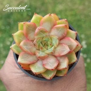 Echeveria ‘My Brow’ Hybrid-Imp