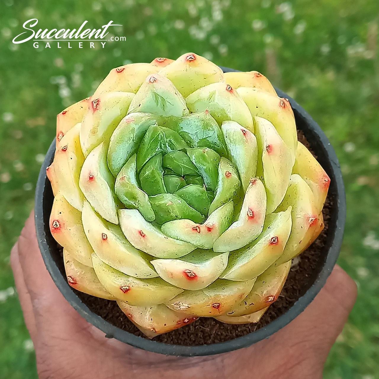 Echeveria Pear Hybrid