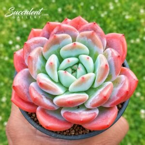 Echeveria ‘Purple pot’ Hybrid-Imp