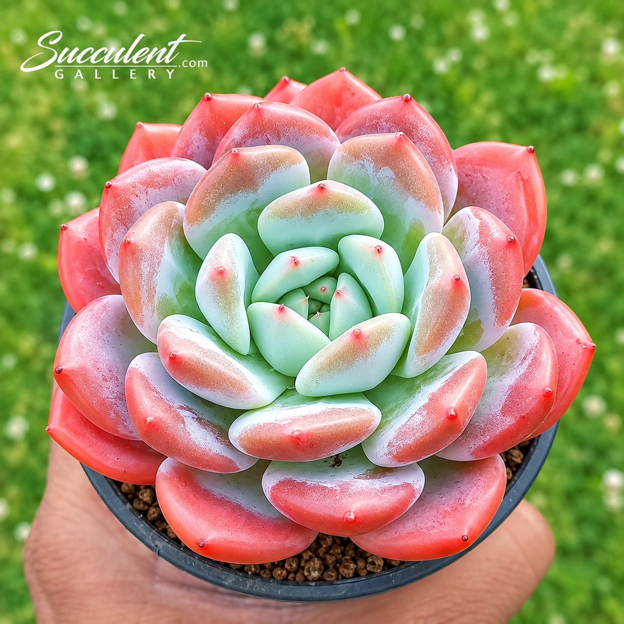 Echeveria Purple Pot