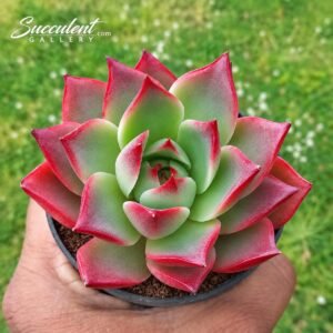 Echeveria ‘Raspberry’-Imp