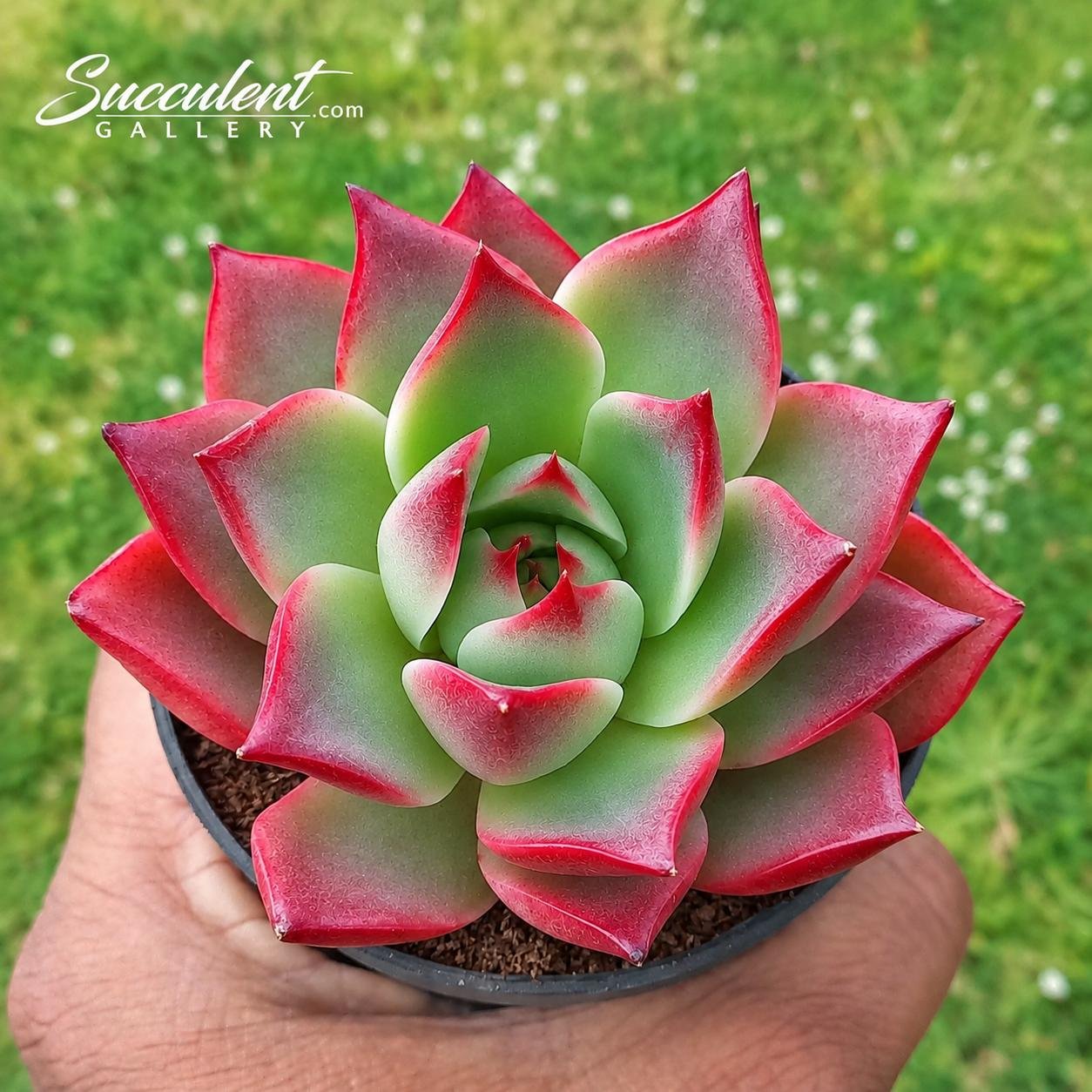 Echeveria Raspberry