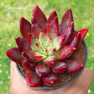 Echeveria ‘Red Dragon’ Hybrid-Imp