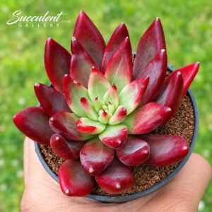 Echeveria ‘Red Dragon’ Hybrid-Imp